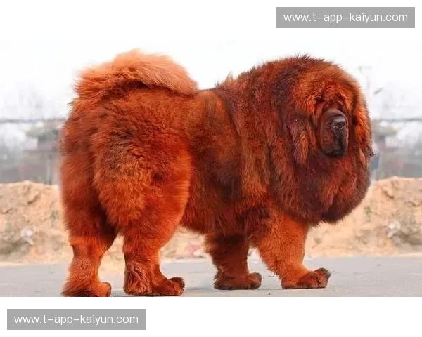 绝代双骄的终极回响：伦敦碗下的藏獒与王者